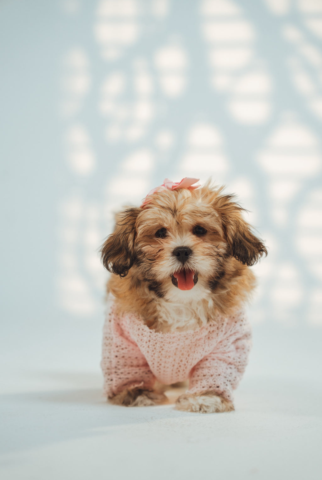 Puppy Matchy Dress